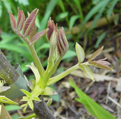 Juglans_fertilis_Austrieb-1.jpg
