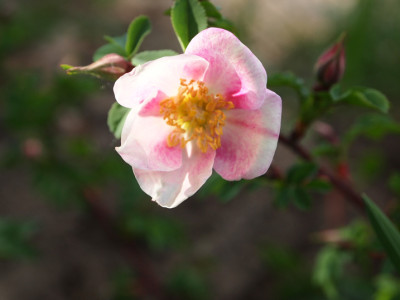 Mary-Queen-os-Scots-04-05.jpg
