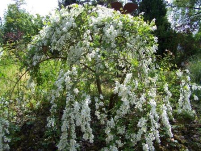 Exochorda.JPG