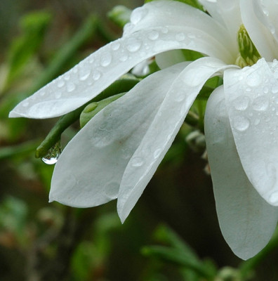 Magnolia_4.jpg