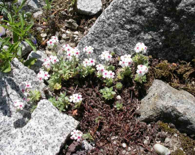 comp_Androsace_villosa_var._barbulata_04.05.11.jpg