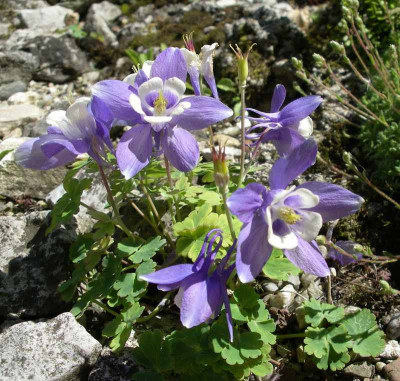 comp_Aquilegia_flabellata_04.05.11.jpg