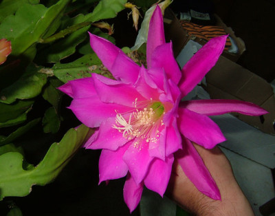 Epi_Rosa_2011.jpg
