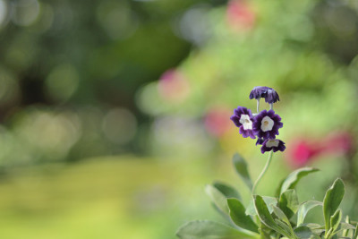 Garten-Mai0511-2.jpg