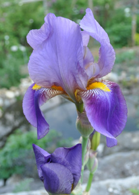 Iris_blau_0011__2358.jpg