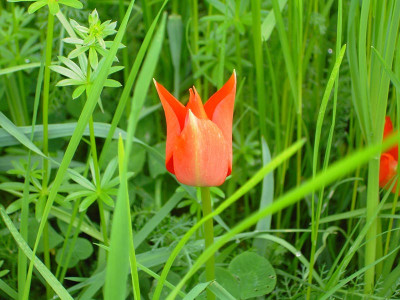 Tulipa_Linifolia-1.jpg