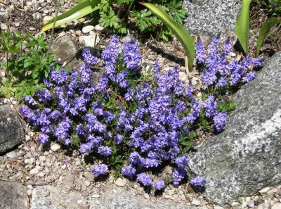 comp_Veronica_prostrata_Blauspiegel_04.05.11.jpg