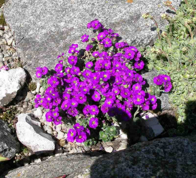 comp_Aubrieta_Elsa_Lancaster_04.05.1.jpg