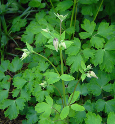 Aquilegia_Knospe-1.jpg