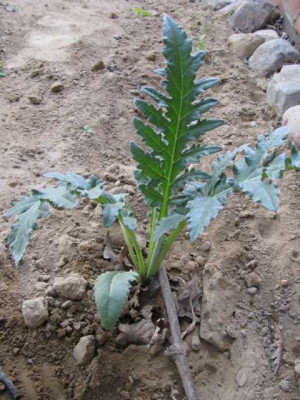 K640_IMG_2126.JPG