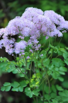Thalictrum_aquilegifolium_.jpg