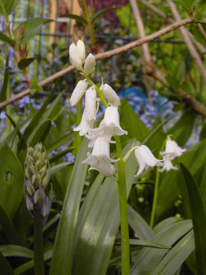 Scilla_campanulata_weiss-2.jpg