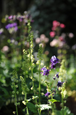 Tellima_grandiflora__Aquilegia_vulgaris.jpg