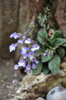 Haberlea_rhodopensis.jpg