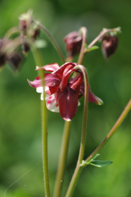Aquilegia_William_Guinness_.jpg