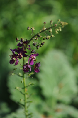 Verbascum_phoeniceum.jpg
