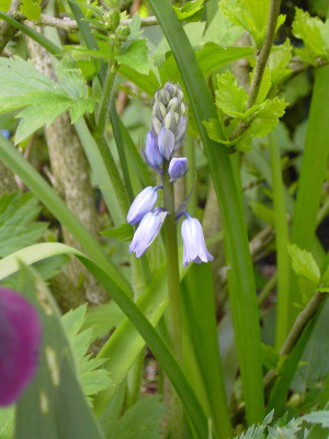 Scilla_campanulata_blau-1.jpg