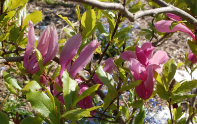 Magnolien_0011__3565.jpg