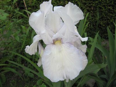 Iris_5_046.jpg