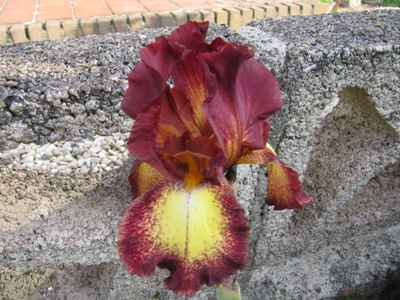Iris_5_039.jpg