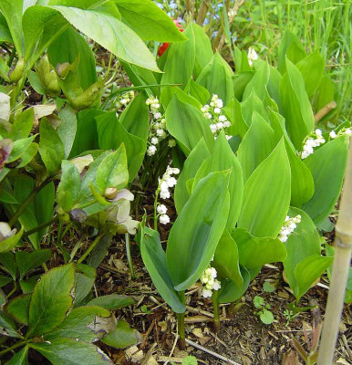 Convallaria_majalis-2.jpg
