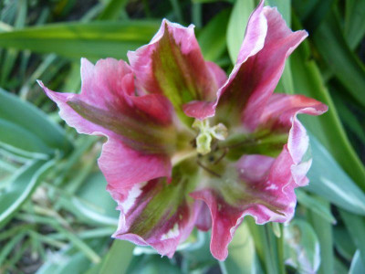 tulpe1__.jpg