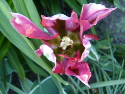 tulpe2__.jpg