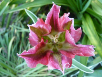 tulpe3__.jpg