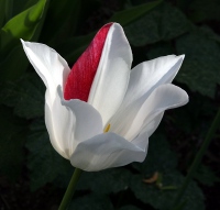 Tulpe_rotweiss.JPG