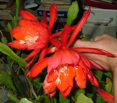 orange_red03.jpg