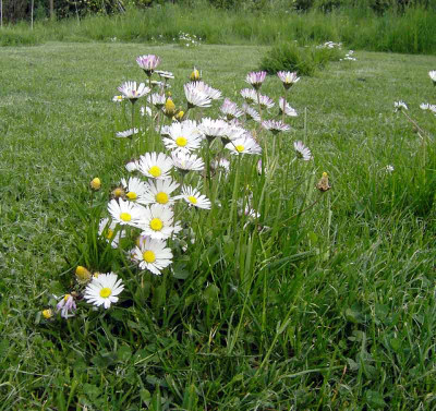 Bellis_ummaeht-1.jpg