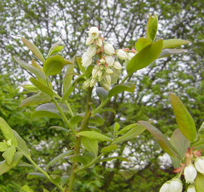 Vaccinium_corymbosum_Bluete-1.jpg