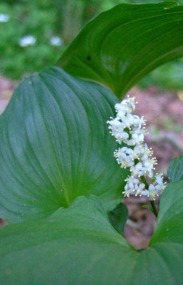MaianthemumDSCF3978.jpg