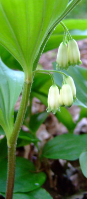 PolygonatumDSCF3984.jpg