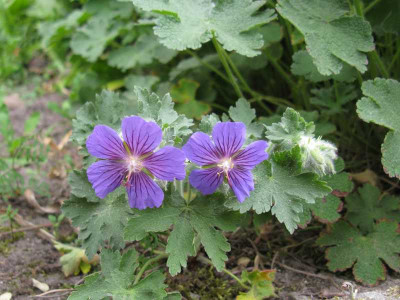 Geranium_Winzling_800x600.jpg