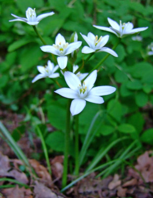 ornithogalum-umbellatumDSCF.jpg