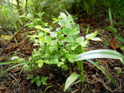 Vaccinium_myrtillus-1.jpg