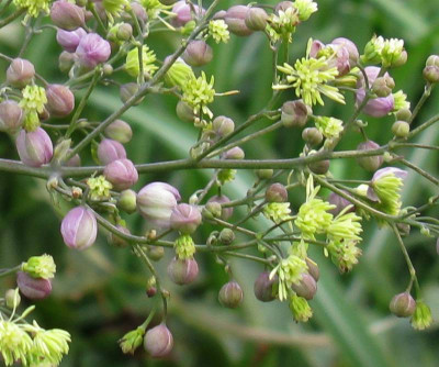 Thalictrum_Elin_800x600.jpg
