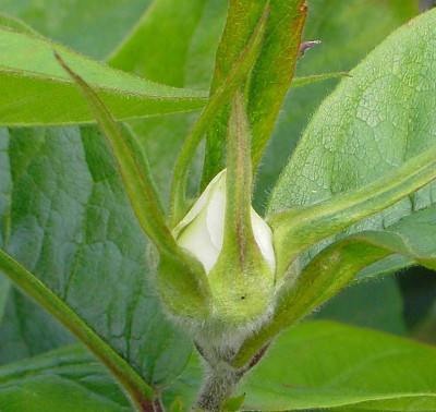 Mespilus_germanica_Knospe-2.jpg