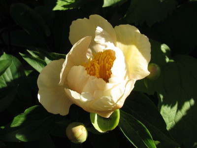 Paeonia_Claire_de_Lune_2011_1_800x600.jpg