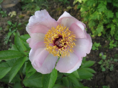 Paeonia_Mai_fleuri_47181.jpg