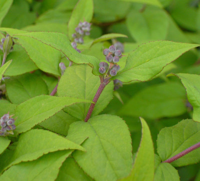 Deutzia_Knospe-1.jpg