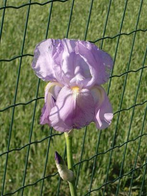 lavendelrosa1small.JPG