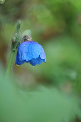 Meconopsis_x_sheldonii_zum_Muttertag.jpg