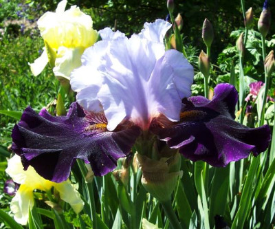 Mai11_013_Helmuts_Bicolor.jpg