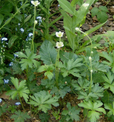 anemone-unbekannt1-090511.jpg