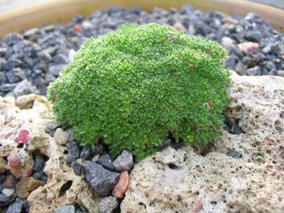 Draba_bryoides_v._imbricata.jpg