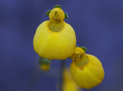 calceolasia_biflora.JPG