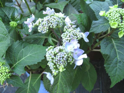 Hydrangea_macrophylla_Twist_n_Shout.jpg