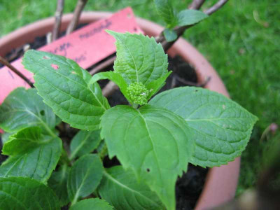 Hydrangea_macrophylla_Semperflorens_800x600.jpg